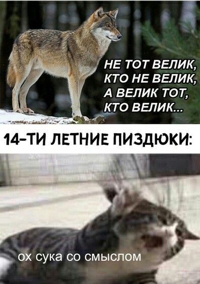 Волк, вцепившийся женщине в лицо, может поплатиться за это жизнью