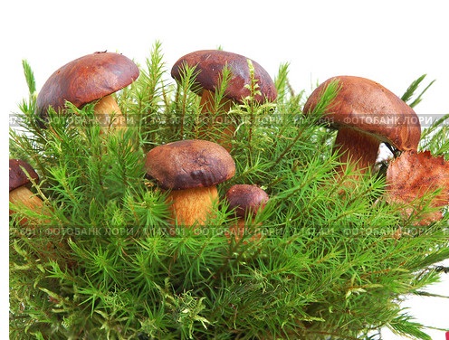 Рукожопство коврика для ванной из мха