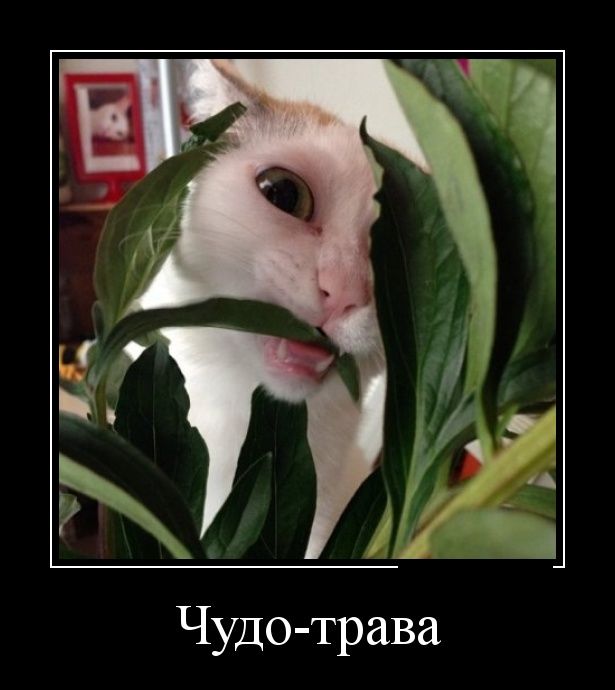 Добряки, плюсующие всех подряд