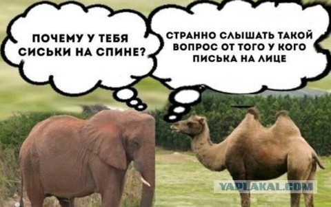 Плюсомет со шпалометом