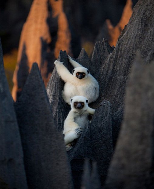 Лучшие фото ноября от National Geographic