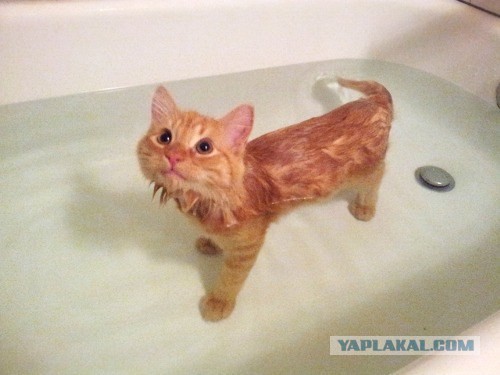 Котовторник 27.01.2015