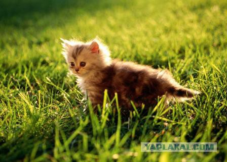 Котовторник