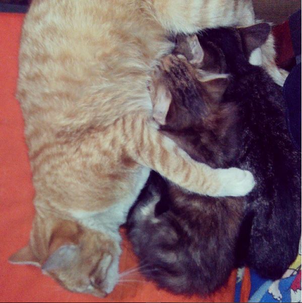 Котовторник