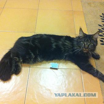 Мейн-куны  настолько  суровы...