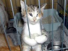 Продолжим кошачий ликбез. Антицарапки.