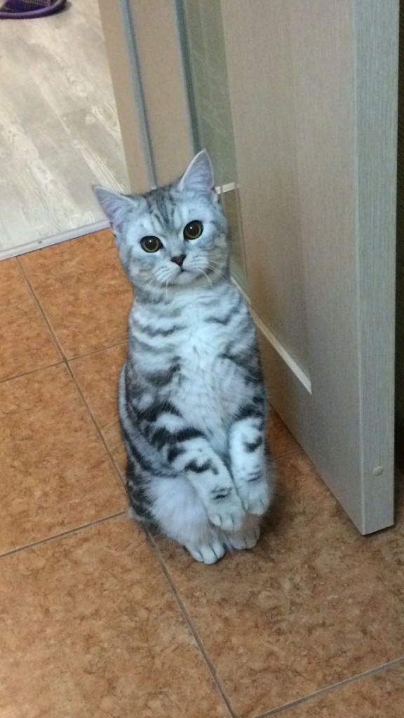 Коты и Кошки