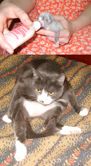 Когда я был котёнком: коты воссоздают свои детские фото