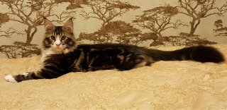 Фотобомбы котов