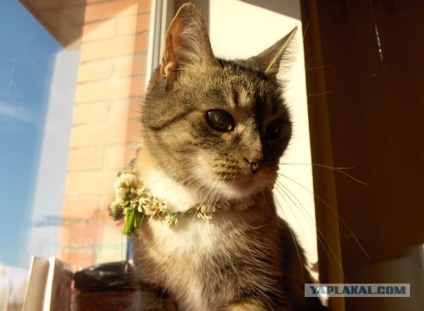 Котовторник на ЯПлакалъ (15.07.2008)