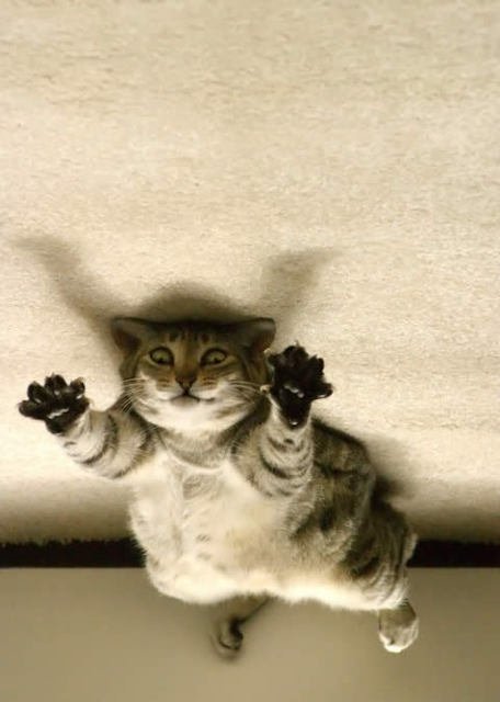 Забыли котовторник? А вот он!