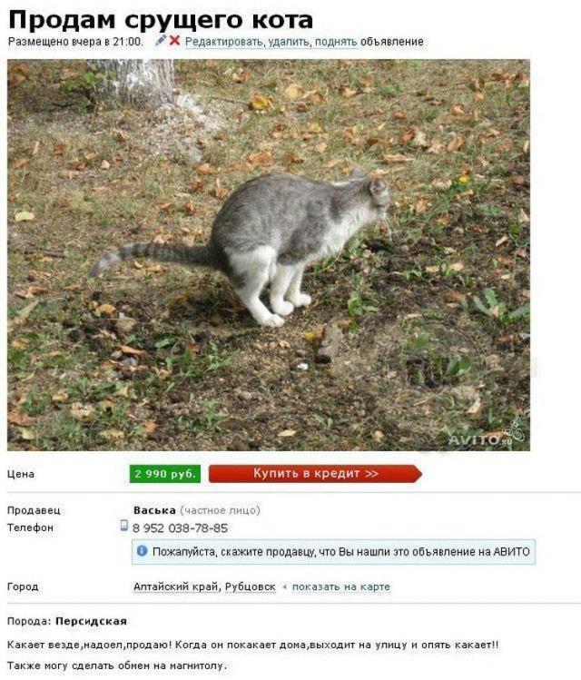 Кот-долбо*б - горе в семье