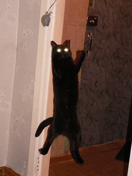 Котовторник объявляется открытым!