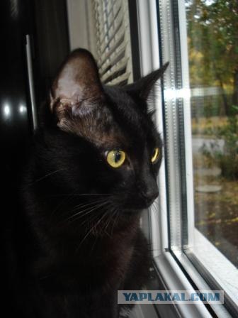 Котовторник! 11.10.11