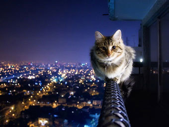 Котовторник (07.02.2012)