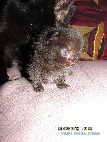 Котовторник 8 мая 2012
