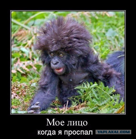 Ну как просил, дали недельку.