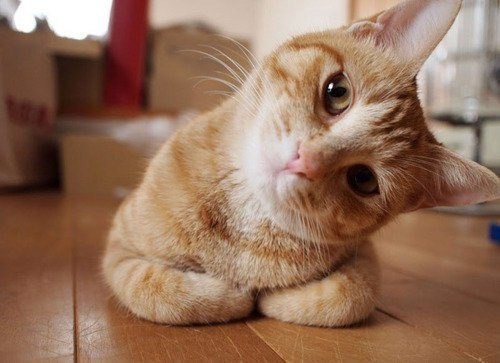 Забавные фото котеек