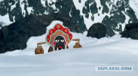 Жабим моржэ!1