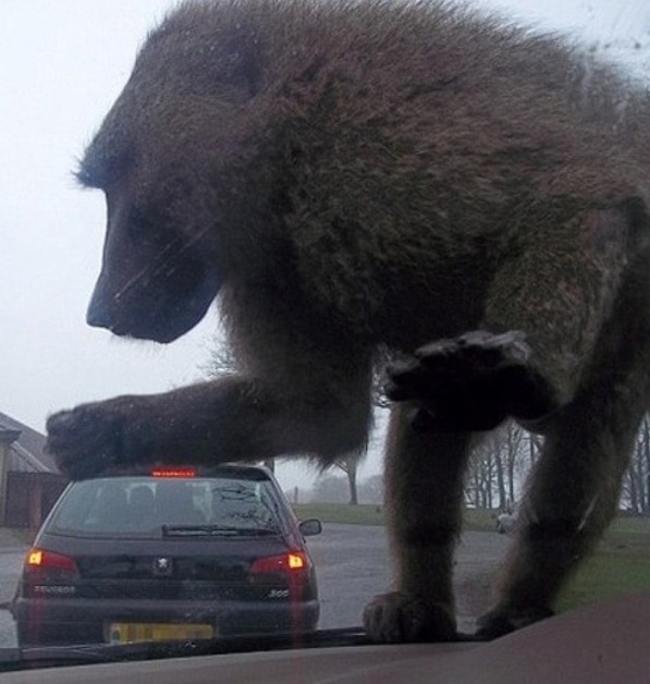 Это нужно развидеть: 14 забавных фото, которые обманут ваше зрение