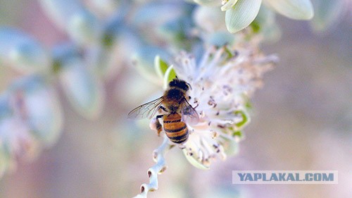 Калифорнийский суд постановил, что пчелы могут быть рыбами