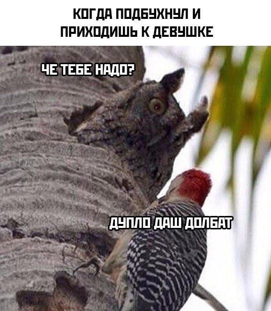 Смех дятла Вуди был придуман или нет?