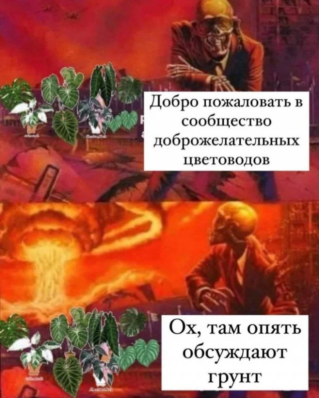 Садоводство ( орхидея фаленопсис )