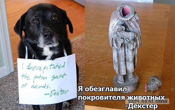 Признания собак.