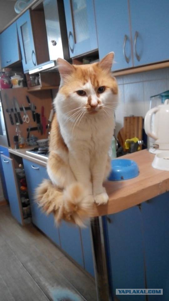 Котовторник 24.03.2015