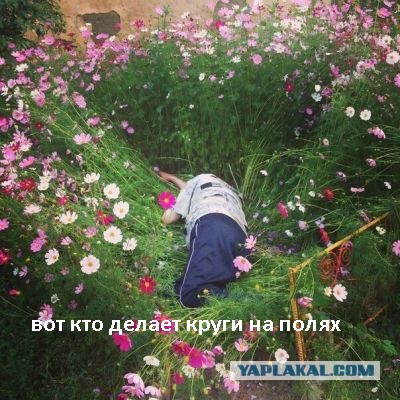 Смешные комментарии 31.05.2015