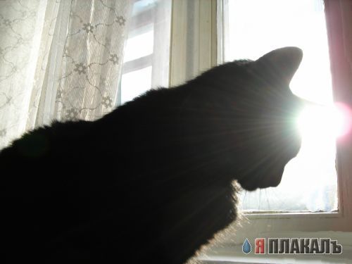 Котовторник!