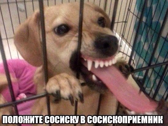 Картинки и приколы из сети