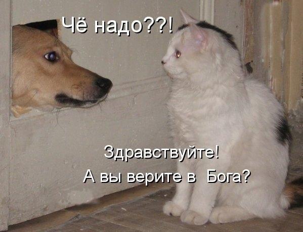Самые смешные животные