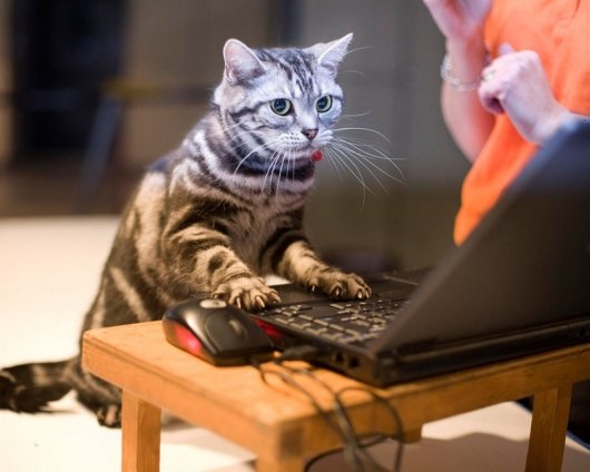 Коты из сети