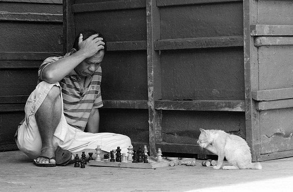 Коты и Кошки
