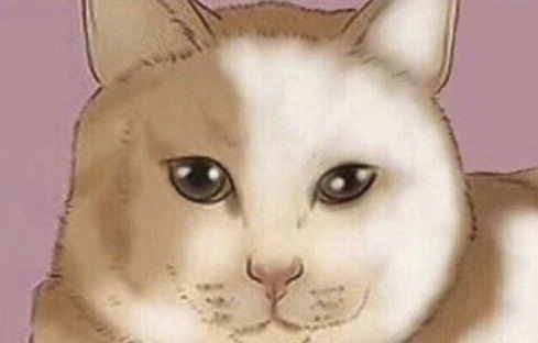 Необычный котик из Калининграда