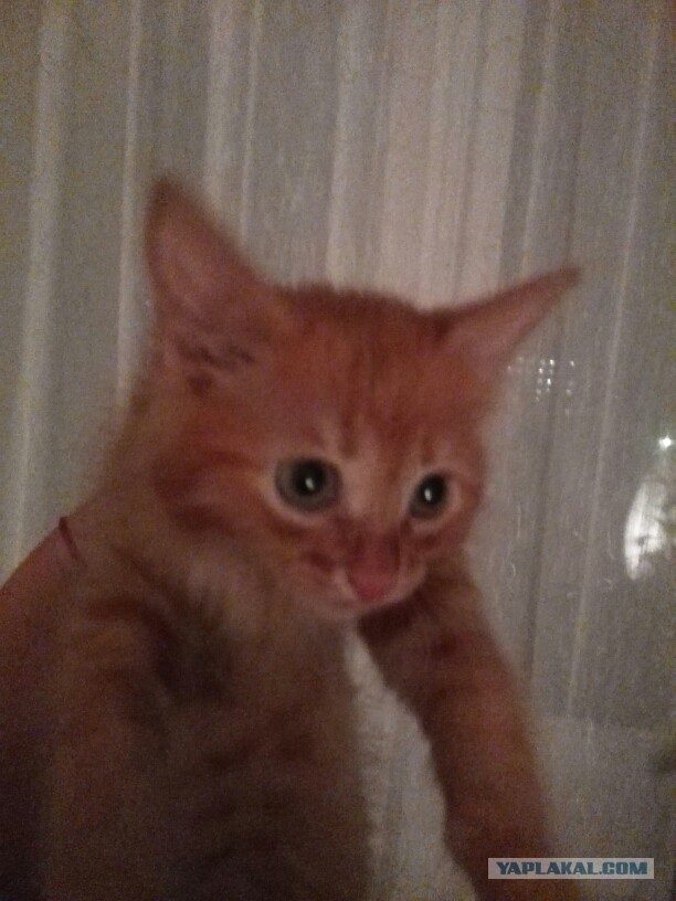 А не открыть бы нам котовторник 03.04.2018