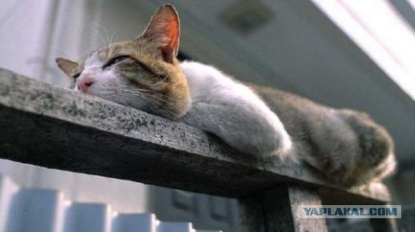 Котовторнику Да (09.12.08)