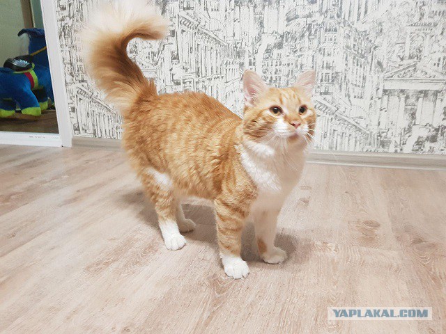 Рыжий норвежский кот с роскошным хвостом обожает гулять с людьми по дикой природе