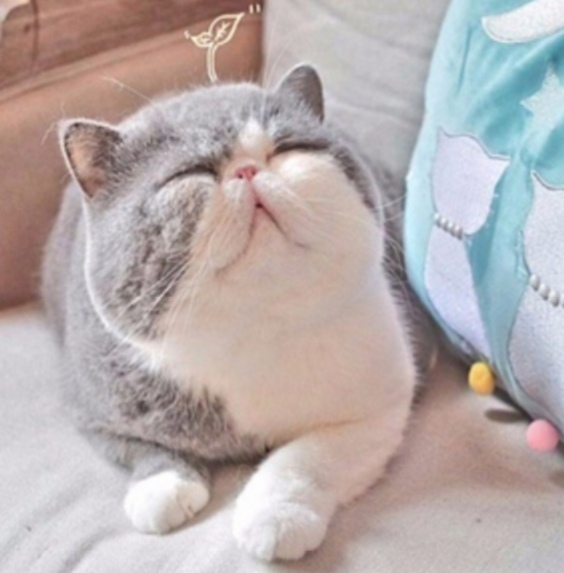 Прикольных котов пост
