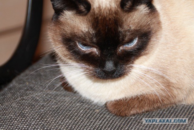 Котовторник 30.10.2012