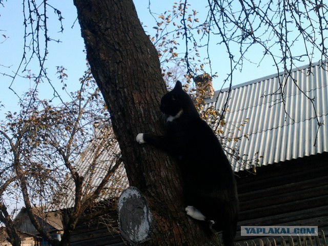 Котовторник 22.01.2013