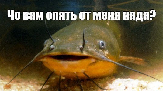 Как люди, которых «не просили рожать», оказались «предателями»