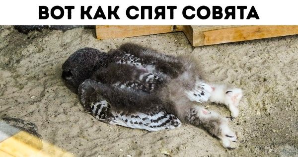 Огромная огненная Луна полыхает прямо сейчас над Москвой