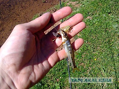 Подумал, решил, сделал