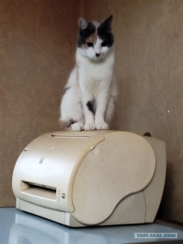 Ужасающий случай. Кошкин беспредел.