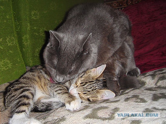 Котовторник 24.06.2014
