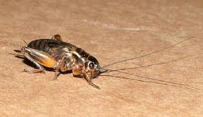 Что за "животное"?