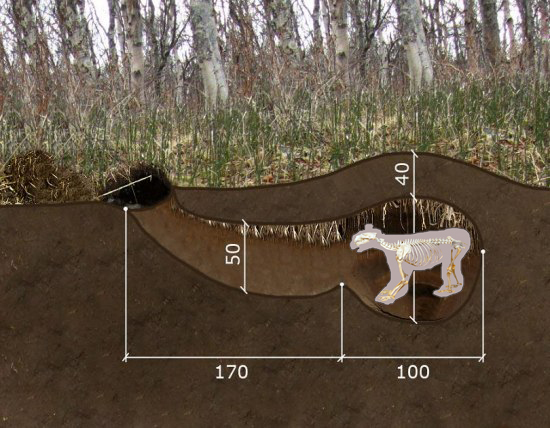 Берлога в разрезе