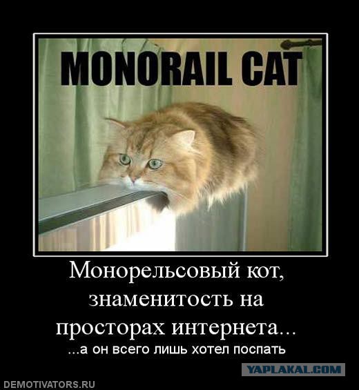 Нормальный деревенский кот